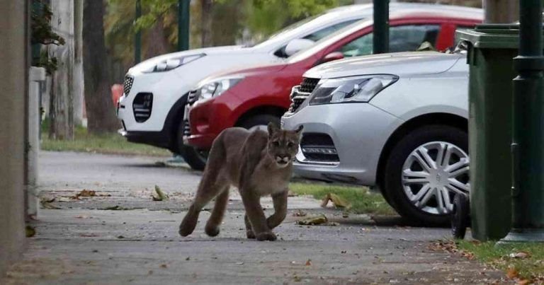 Buscan a dueño del puma en Tarija para procesarlo