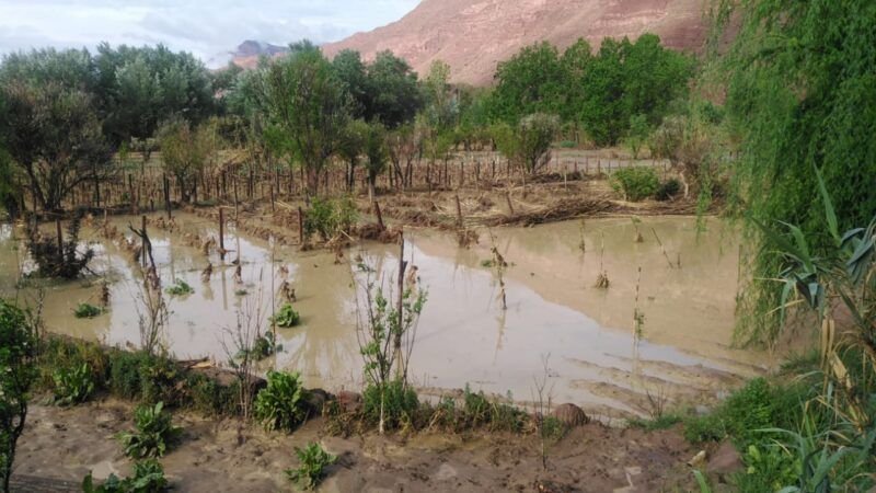 Reportan pérdidas totales de hortalizas y un 60% de vid  en Camargo