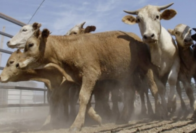 No saben qué hacer con 32 vacas de contrabando en Tarija