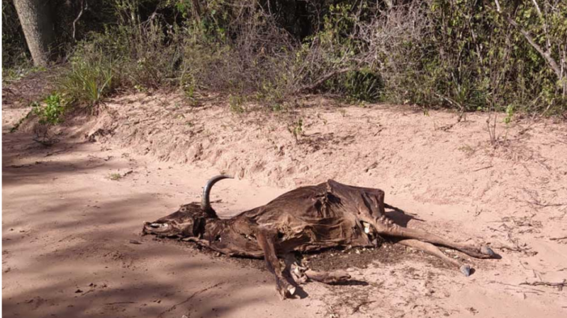 Muere ganado debido a la sequía en Bolivia