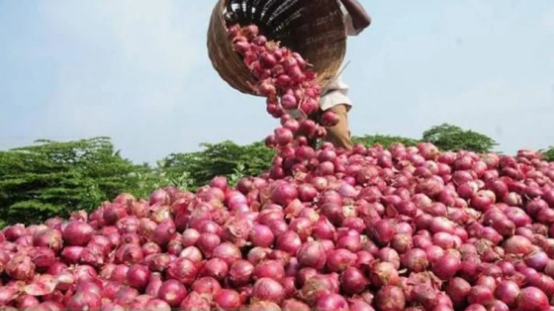 Productores tarijeños de cebolla comercializarán su producto en La Paz y El Alto