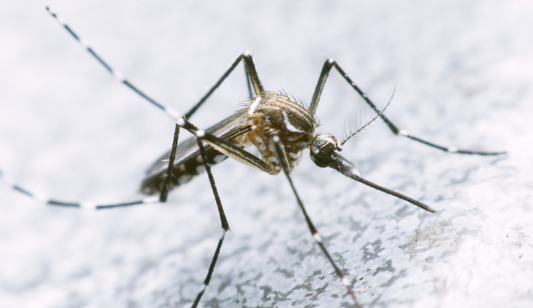 El 50% de casos positivos del dengue en Tarija son de Yacuiba