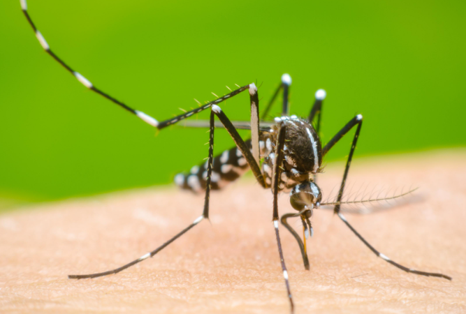 Estos son los municipios más golpeados en Tarija  con casos de dengue