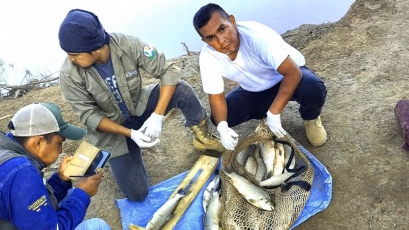 Peces punteros en el Pilcomayo dan esperanzas a la pesca comercial