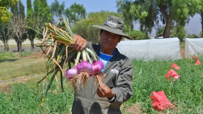 Precio elevado de la cebolla tiene que ver con los desastres naturales en Tarija