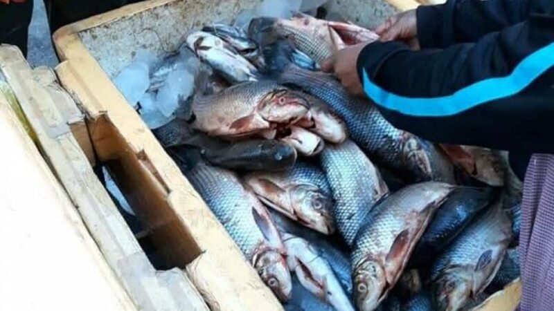 Hacen control a la venta de pescado, reportan leve baja de precio y balanzas adulteradas