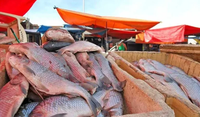 Codefauna confirma ingreso masivo de sábalo al río Pilcomayo de Tarija tras tres semanas de interrupción