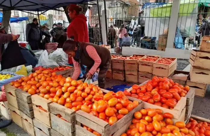 Productores de Tarija no permitirán que la caja de tomate se venda a menos de Bs. 50