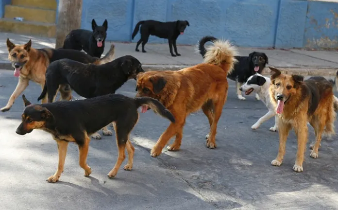 Zoonosis de Tarija anuncia que la campaña masiva de vacunación contra la rabia sería para finales de septiembre