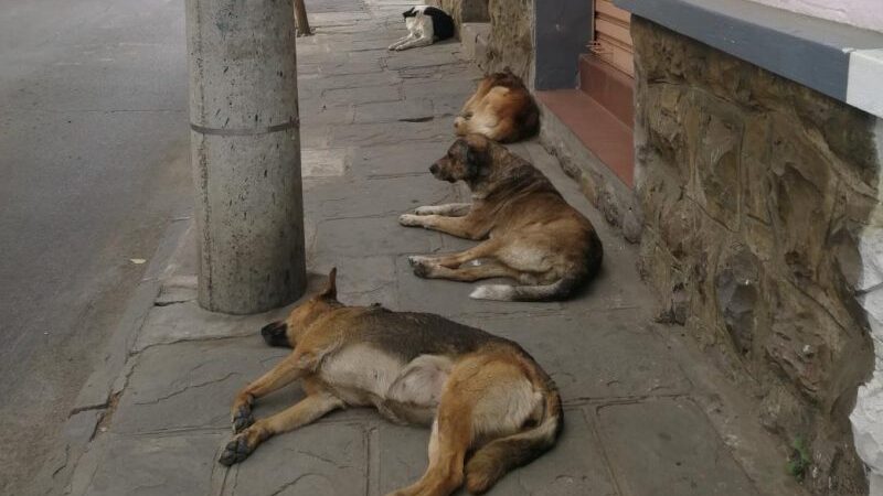 Tarija albergará este domingo un festival destinado a recaudar recursos económicos en favor de perritos de la calle