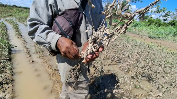 Riadas del río Piraí inundan hasta 8.000 hectáreas de soya y amenazan la próxima campaña agrícola en Santa Cruz.