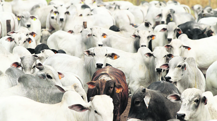 La revolución silenciosa de la carne sudamericana: genética, innovación y valor agregado conquistan los mercados premium.